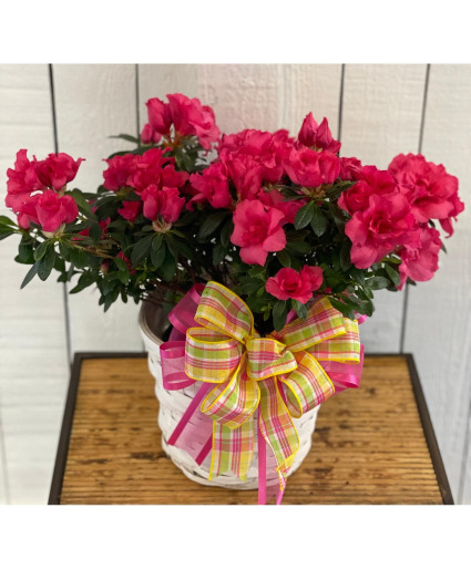 AZALEA