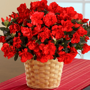 Azalea Plant in Winston Salem, NC | RAE'S NORTH POINT FLORIST INC. Azalea Plant in Winston Salem, NC | RAE'S NORTH POINT FLORIST INC.