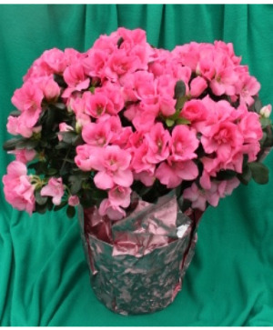 Azalea Plant