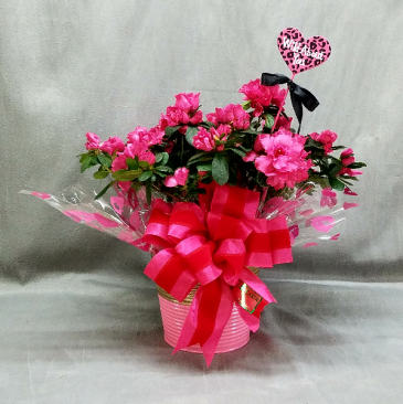Azalea plant in decorater tin