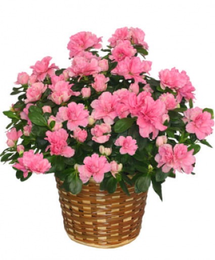 Azalea Plant in Pot Plant