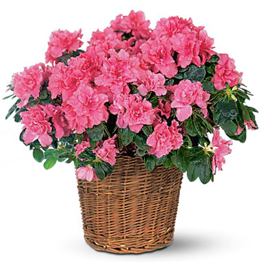 Azalea Plant plant