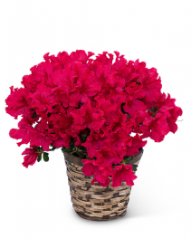 Azalea Plant Plant