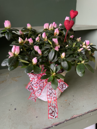 Azalea plant Valentines 