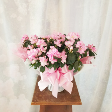 Wrapped Azalea Plant