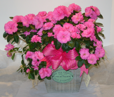 AZALEA PLANTER Blooming Plant