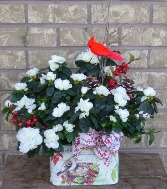 AZALEA  & CARDINAL PLANTER Blooming Plant