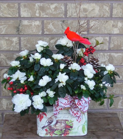 AZALEA  & CARDINAL PLANTER Blooming Plant