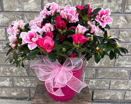 AZALEA PLANTER Outdoor blooming plant