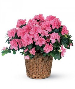 Azalea Potted Plant