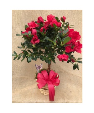Azalea Topiary  Blooming Plant