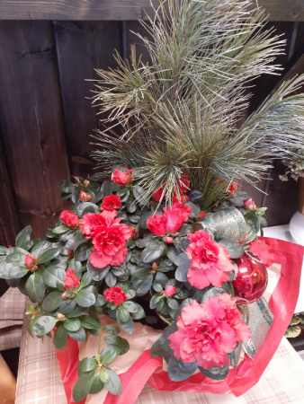 Azalea with silver pine