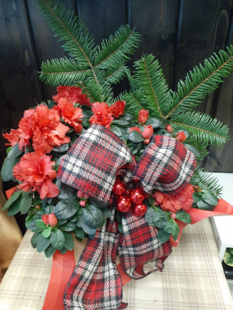 Azalea with tartan ribbon