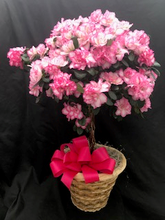 Azaleas of Versailles Blooming Plant