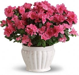 Blooming Azaela Plant