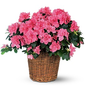 Azelea Plant Basket 