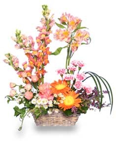 INSPIRATION BLOOMS in Springtime
