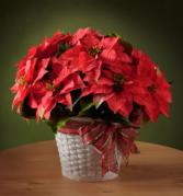 B52 FTD Happiest Holidays  Poinsettia 