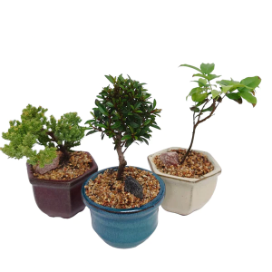 Baby Bonsai Plant