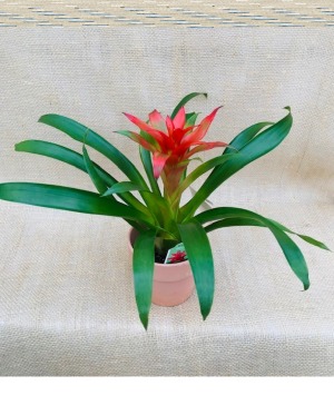 Baby Bromeliad Green House Plant