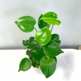 Baby Monstera Deliciosa ***PICK-UP ONLY***
