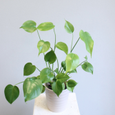 Baby Monstera Deliciosa *Pick-Up Only*