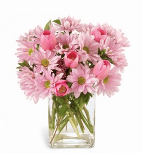 Daisy Spring