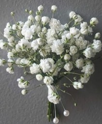 Baby's Breath Bout 