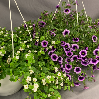 Bacopa and Million Bells Hanging Basket