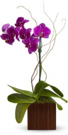 Bamboo Elegance Flowers Orchid Plant in Los Angeles, CA | MY BELLA FLOWER Bamboo Elegance Flowers Orchid Plant in Los Angeles, CA | MY BELLA FLOWER