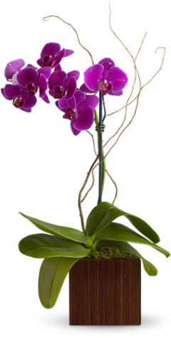 Bamboo Elegance Flowers Orchid Plant