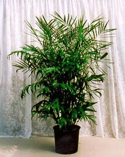 Bamboo Palm Large House Plant