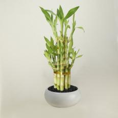 bamboo plants