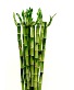 Bamboo Stalks Arranged in a clear vase in water
