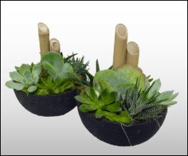 BAMBOO SUCCULANT GARDENS SUCCULANT PLANTS
