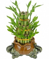 Bambu with vase 