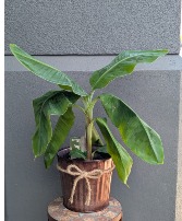 Banana Plant 6" metal pot  Only 1 available in store NOW