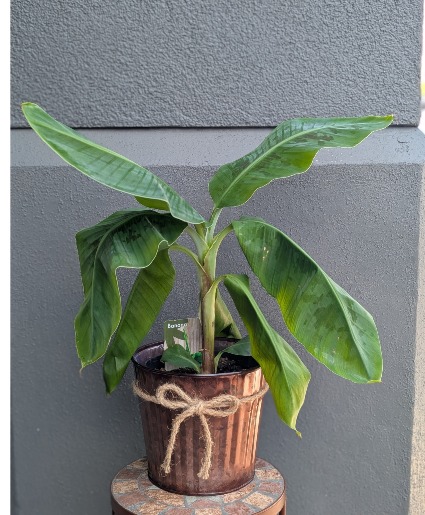 Banana Plant 6