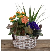 Basket Indoor Planter