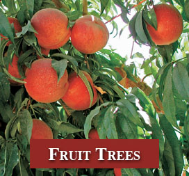 Citrus Fruit Tree Live Plant in Vernon, NJ | HIGHLAND FLOWERS Citrus Fruit Tree Live Plant in Vernon, NJ | HIGHLAND FLOWERS