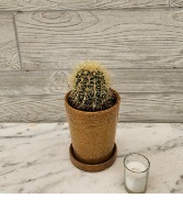 Barrel Cactus 6" plant