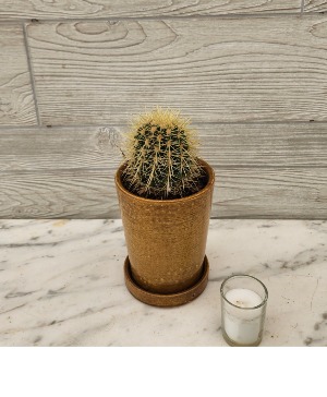 Barrel Cactus 6" plant