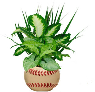 Baseball Planter Indoor Plants