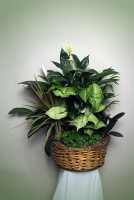 basket dish garden
