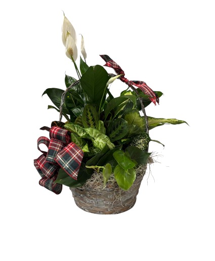 Basket Dish Garden Basket 