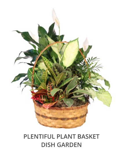 Basket Dish Garden Rentals