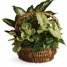 Basket dishgarden Mixed green plants in a basket with fresh seasonal flowers added