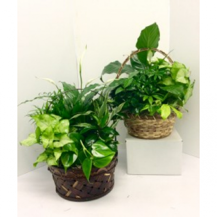 Basket Dishgardens Green Plants