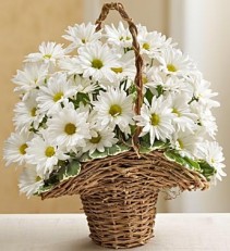 Basket full of Daisys 