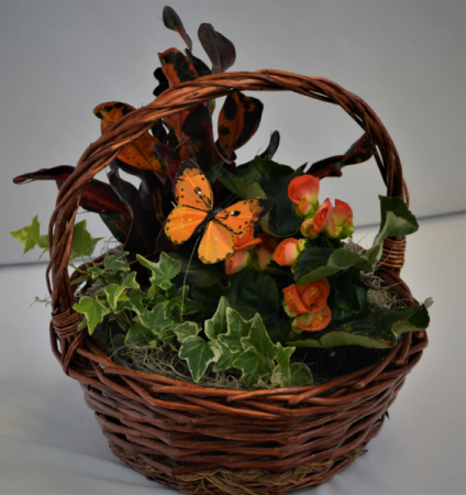 BASKET FULL OF NATURE PLANT BLOOMING BASKET